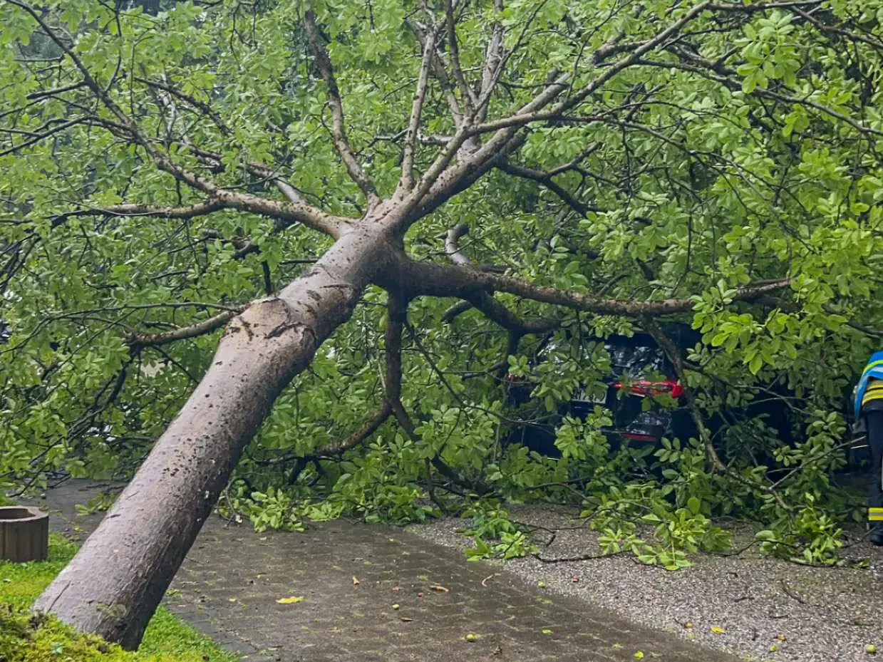 Baum auf PKW