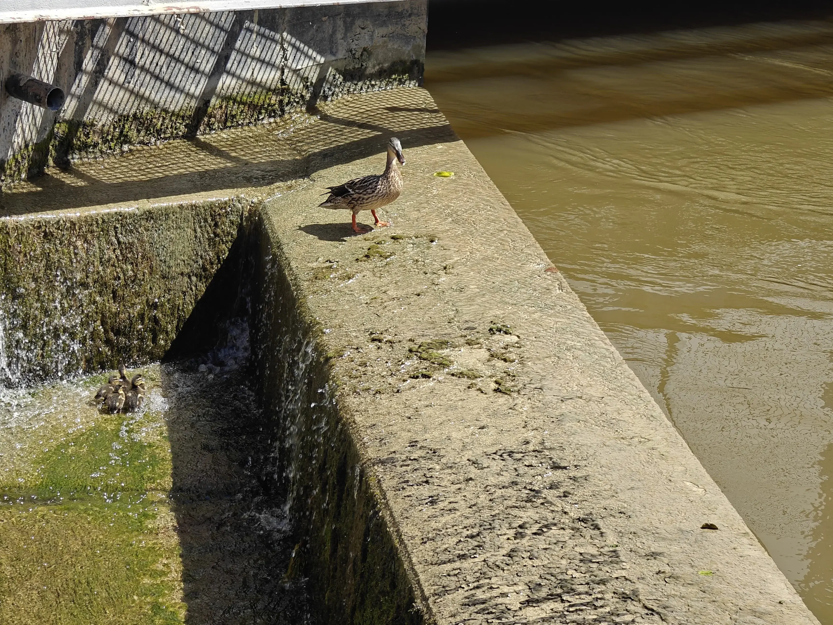 Entenfamilie in Überlaufbecken eingeschlossen.