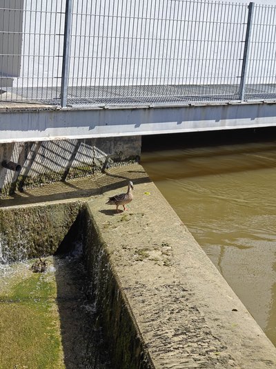 Entenfamilie in Überlaufbecken eingeschlossen.