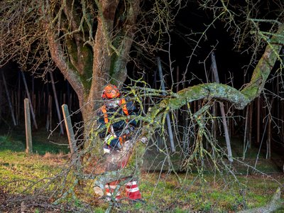 Symbolbild Baum auf Straße