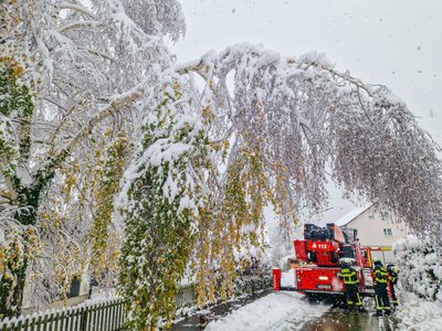 Ein Baum droht auf eine Straße zu stürzen.