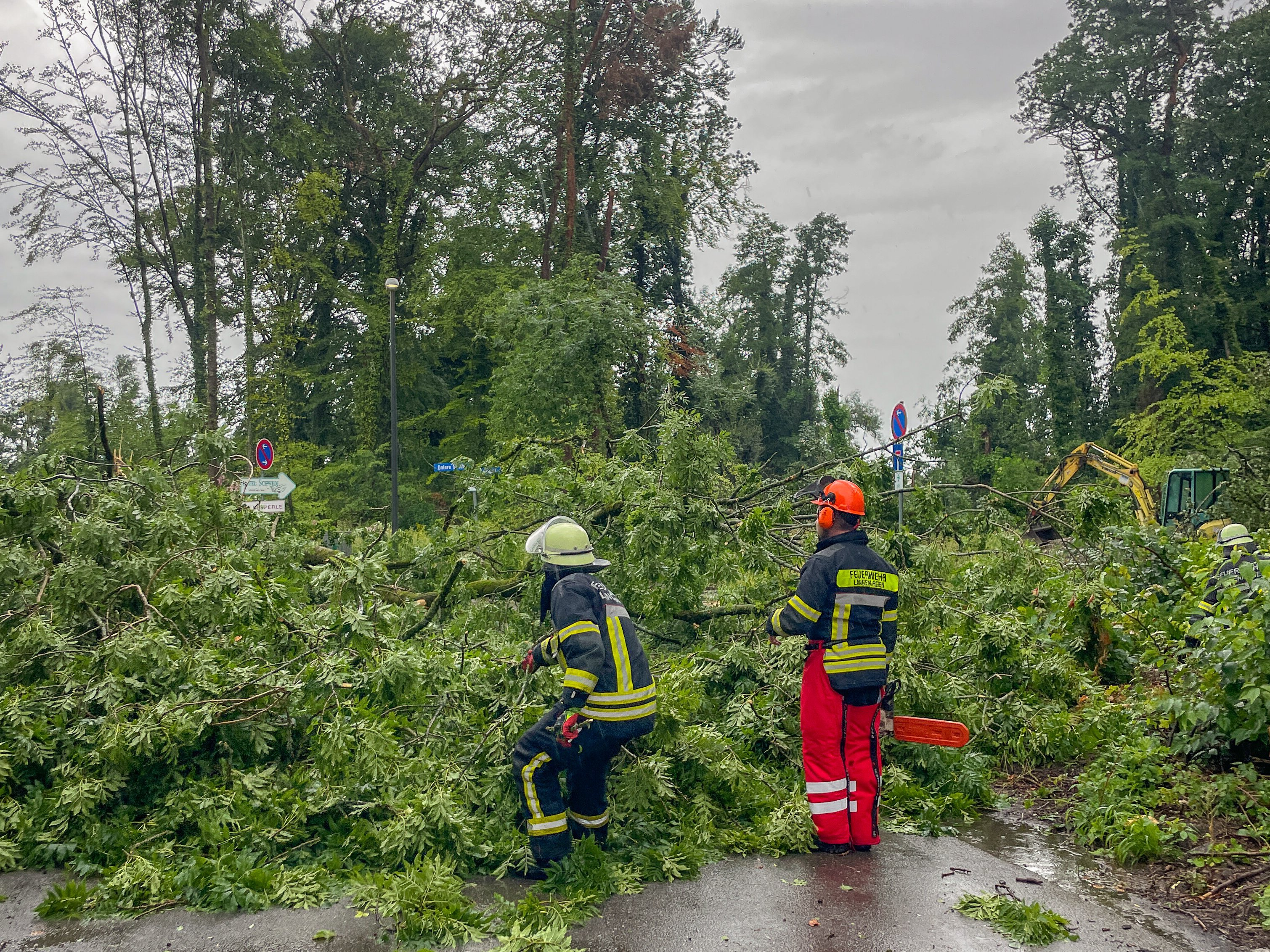 Bäume auf der Straße