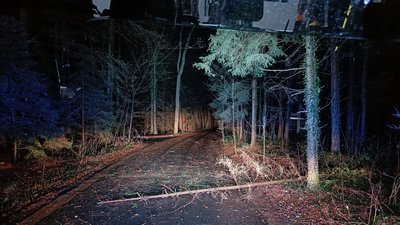 Ein kleiner Baum liegt in einem Waldstück auf der Straße