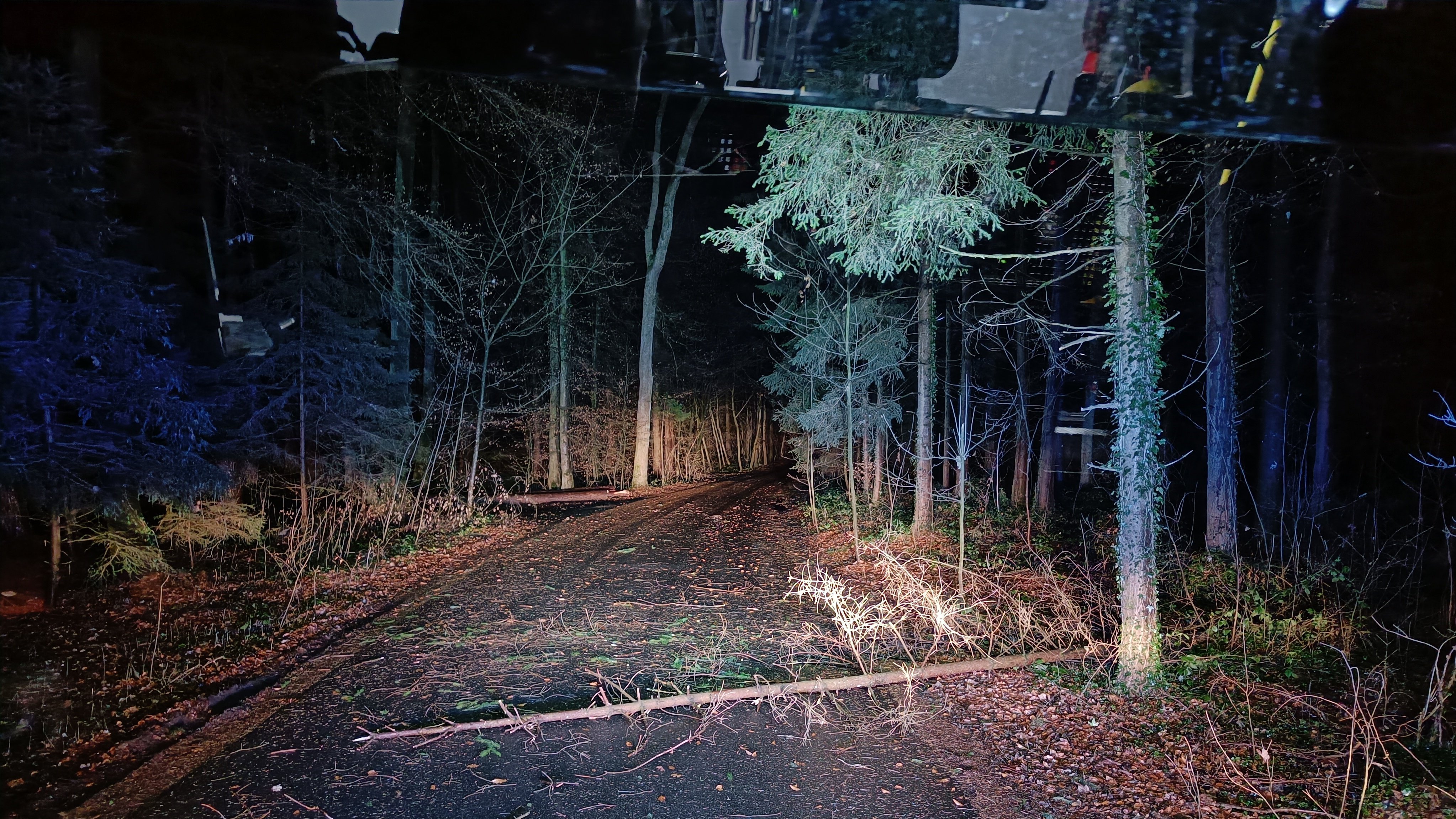 Ein kleiner Baum liegt in einem Waldstück auf der Straße