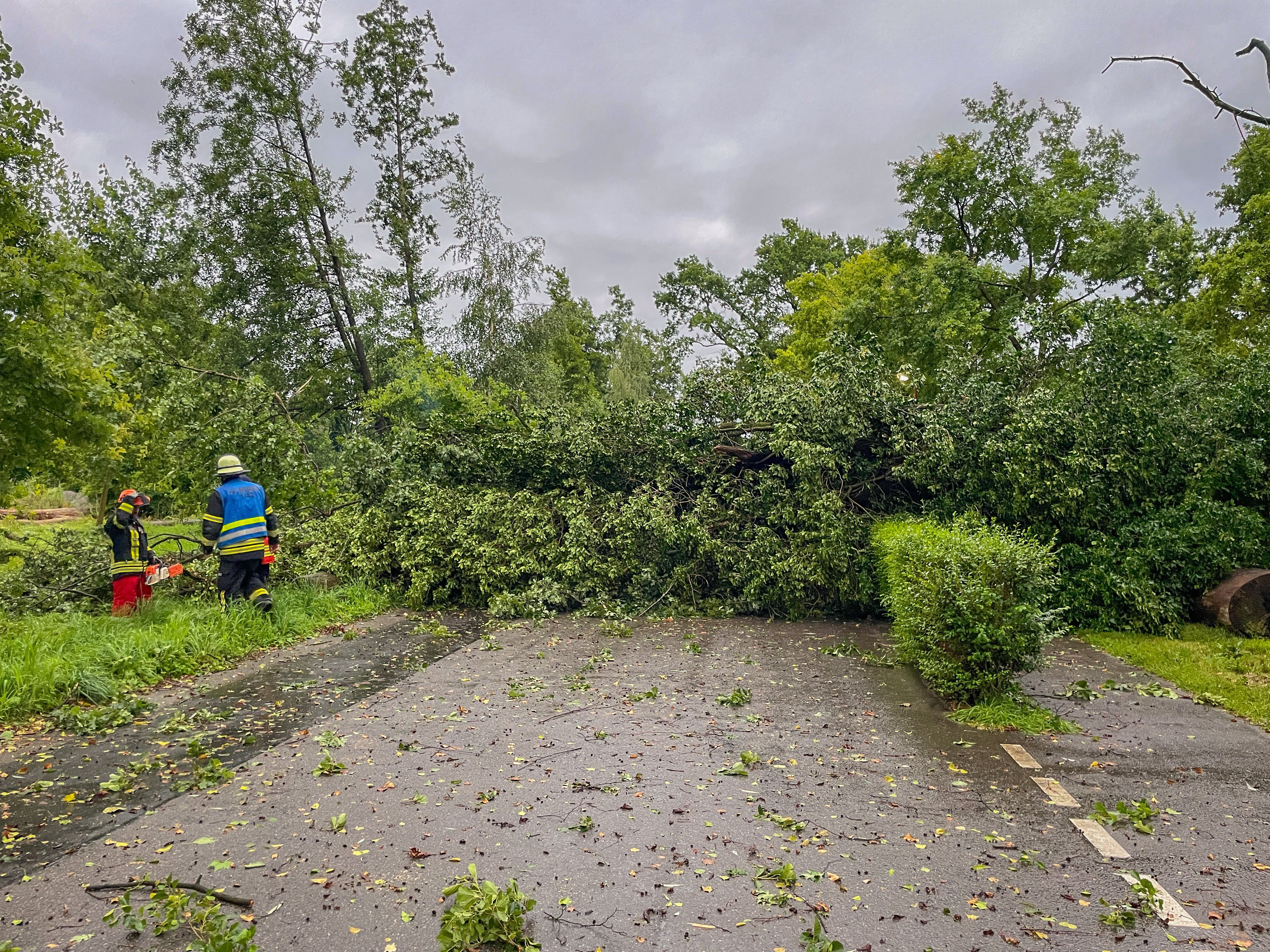 Bäume auf der Straße