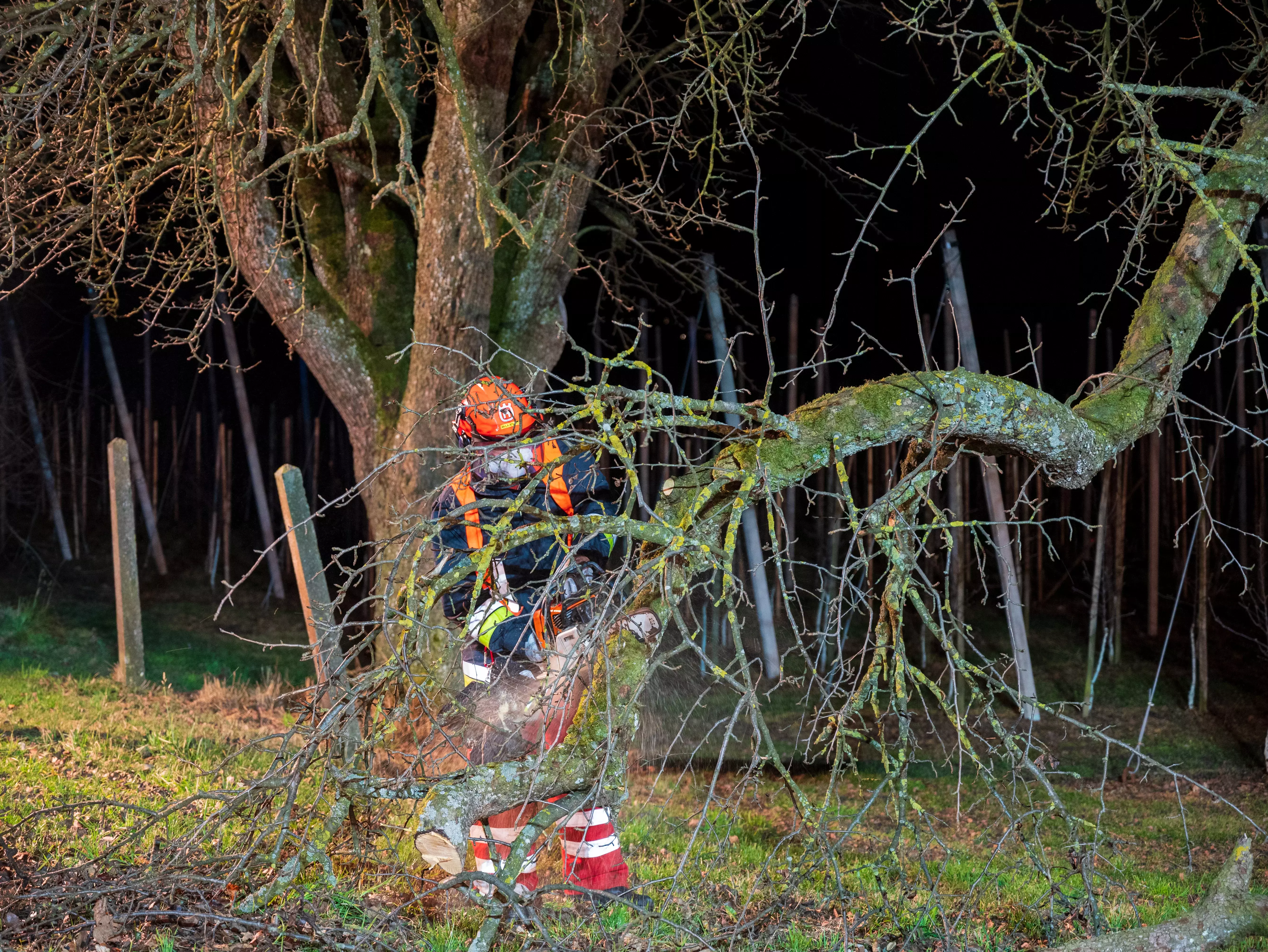 Symbolbild Baum auf Straße