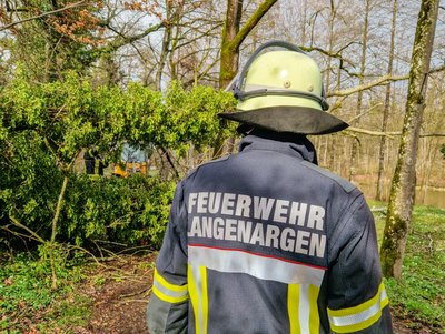 Baum auf Geh- und Radweg